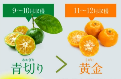 IKKOさんもオススメ!【青切りシークヮーサー100プレミアム 】販売サイトへ